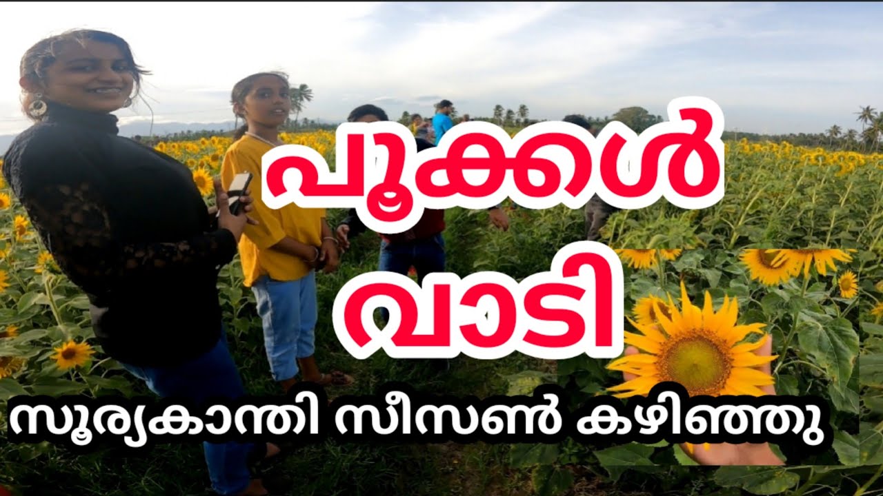 സൂര്യകാന്തി പൂക്കൾ തീർന്നു Sundarapandiapuram sunflower in