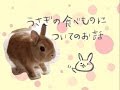 うさぎのモキュ様からのお話＾q＾うさぎの食べ物について
