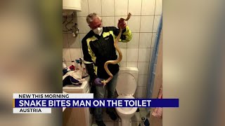 Man bitten ‘in the genital area’ by neighbor’s escaped python while sitting on toilet