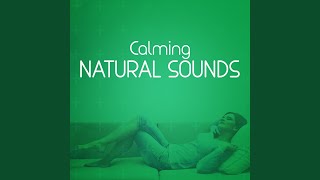 Field Birds - Natural Sounds