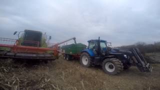 Uprawa sorgo w Polsce 2016 ( Sorghum Harvest in Poland 2016)