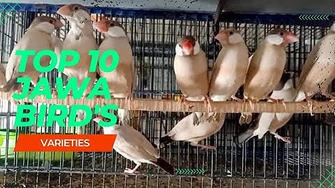 Top 10 Java finch Varieties | Java finch mutations | Types of Java rice sparrows
