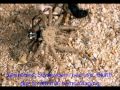 Top 10 venomous spiders