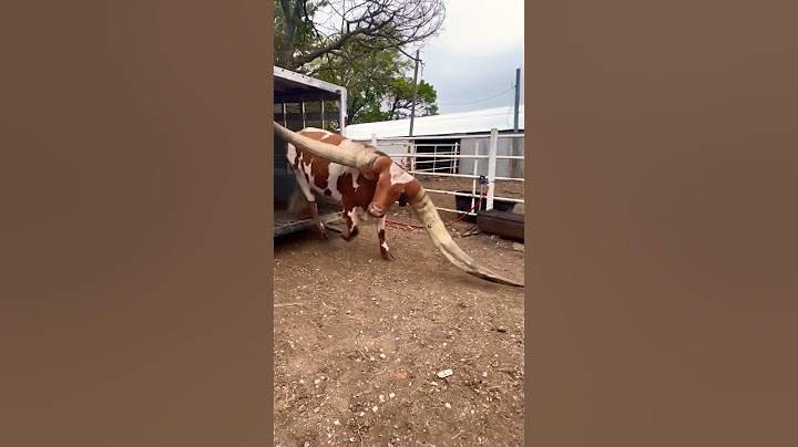 DÜNYANIN EN BÜYÜK BOYNUZLU ÖKÜZÜ🐂🐂 #animals #inek  #buffalo #bull #shorts #short #keşfet #ytshorts