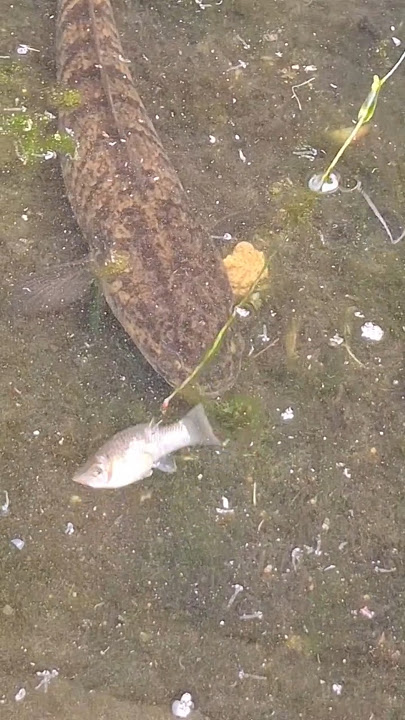 Mancing gabus babon umpan ikan