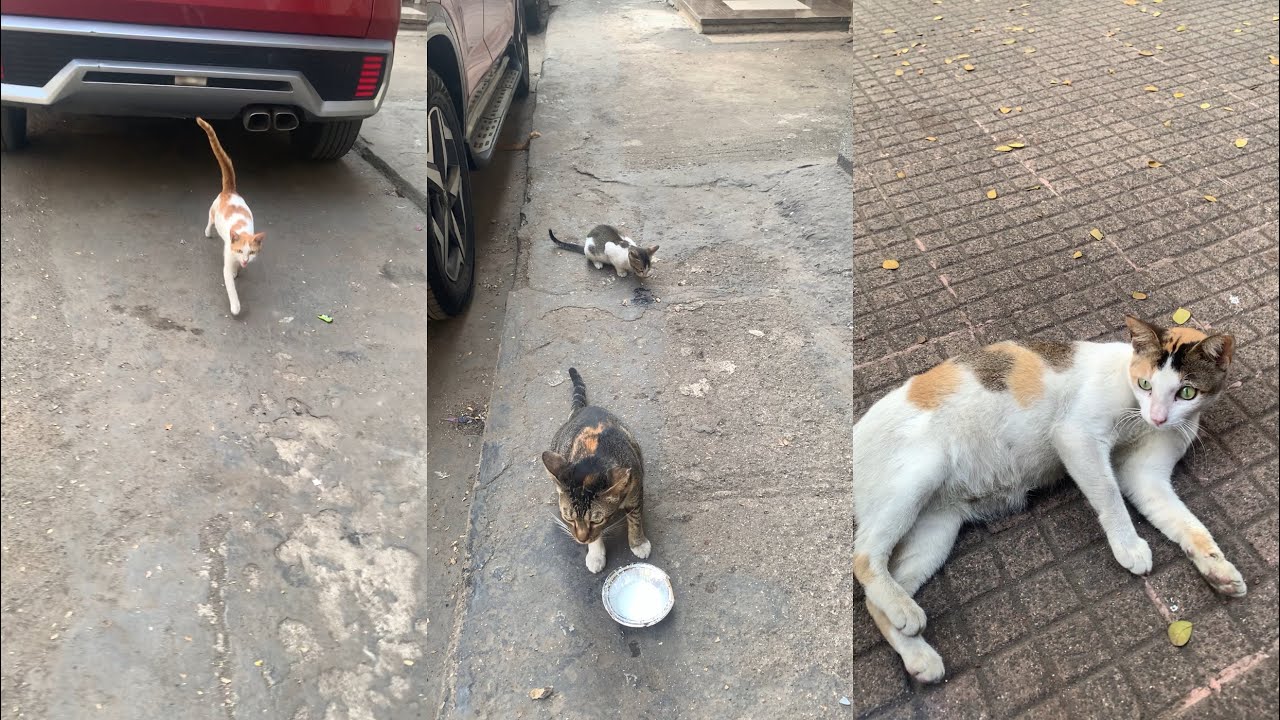 Ashoka 🐱 keep eating 😋 Buzo 🐱 scared of new cat 🐈‍⬛ Angel 🐈 with her mood swings 🥰 