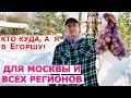 Купить семенной картофель по почте и в Москве