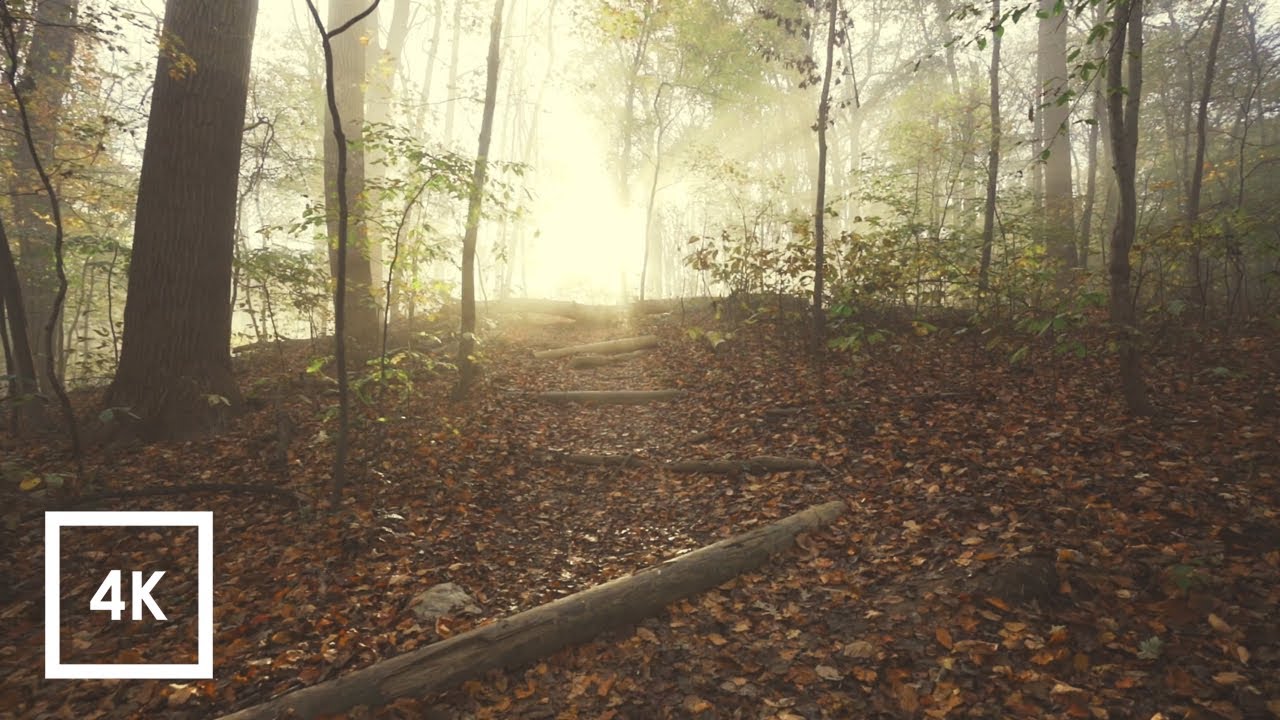 Foggy Forest Hike After Sunrise | Nature Sounds 4k