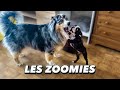 Les zoomies du chiot  pourquoi  comment survivre  btises canap lducation de sully