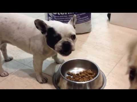 Royal Canin Maxi Sterilised - Telepienso