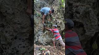 On the rock cliff there is a nest of this animal #shortsvideo #animal #nesanimal #videotrending