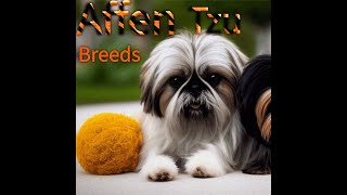 Affen Tzu | Affen Tzu Dog breed | Affen t All About Affen Tzu by BestBreds 106 views 9 months ago 7 minutes, 29 seconds