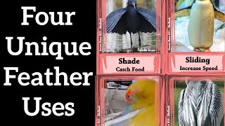 Four Unique Feather Uses - Feather Function #4