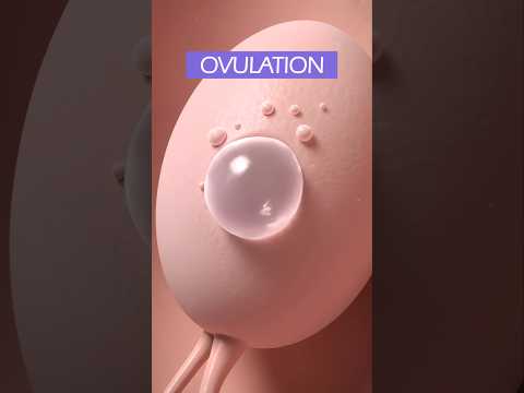 Ovulation and Fertilization ❤️ #shorts #pregnancy