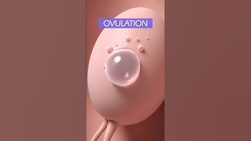 Ovulation and Fertilization ❤️ #shorts #pregnancy