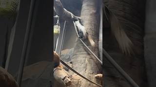 Monkey Climbing #animals #monkey #shorts