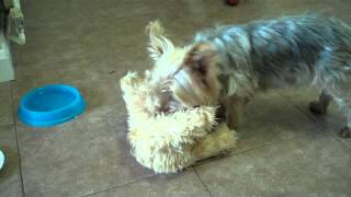 Toffee xmas 2011 opening his teddy bear present