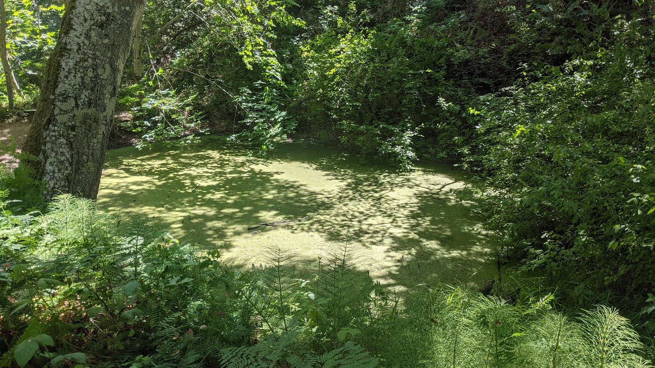 Fern pond at Garland Ranch Regional Park