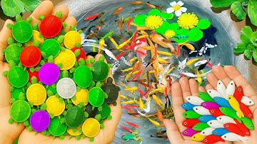 Catching Turtles To Nest In Small Pond, Ranchu Fish, Arowana Fish, Seahorse, Koi, Shrimp, Panda Frog