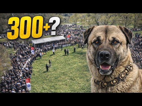 300’den Fazla Türk Çoban Köpeğini Tek Videoda Görme Şansı! Böyle Bir Güç Yok
