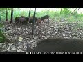 #hunter #caçadas #vidanaroça #caçador #javali #shorts #wildboar