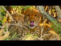 Cheetahs Enter Stealth Mode | ﻿ The Cheetah Family &amp; Me | BBC Earth