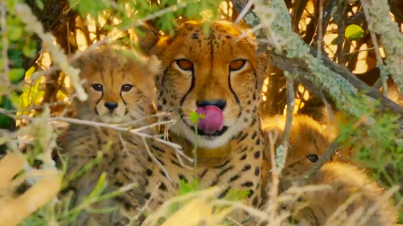 Cheetahs Enter Stealth Mode | ﻿ ﻿The Cheetah Family & Me | BBC Earth