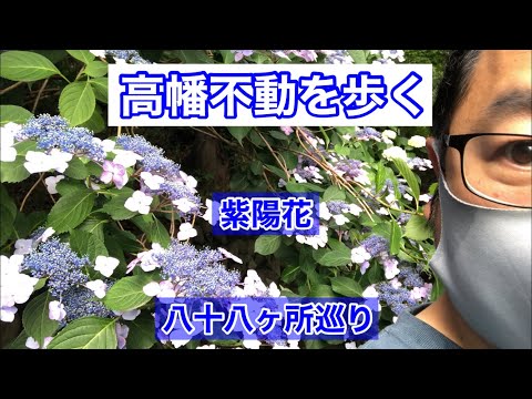 【日野市】紫陽花が見頃の高幡不動尊金剛寺とコスパ最高の四ハ天丼！【京王線・多摩モノレール高幡不動駅】