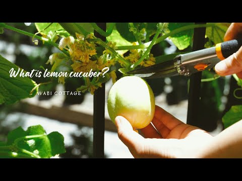 Video: Window Planter Veggie Garden - Trồng Rau Trong Vườn Cửa Sổ