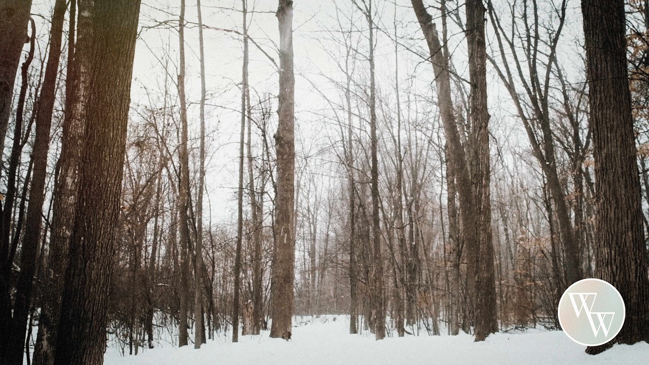Snowy Forest Ambience | 1 Hour of Soothing Music for Relaxation, Healing, & Stress Relief