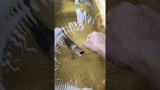 Gourami Hand Feeding My Fish Support Our Channel Guyz