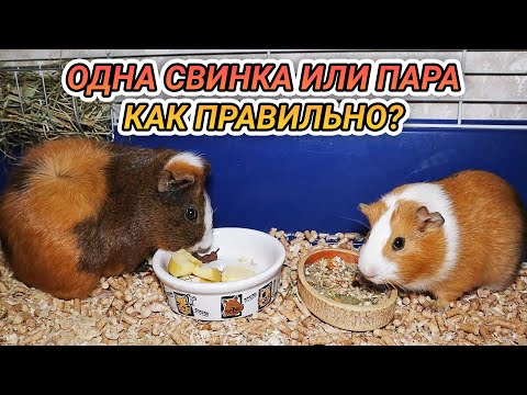 Одиночное или парное содержание морских свинок – как правильно?