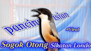 PANCINGAN CENDET ISIAN SOGOK ONTONG, Jangan heran jika cendet Anda Langsung Respon Gacor Emosi