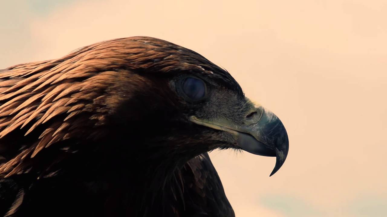 FAR AND WILD brand video FAR & WILD