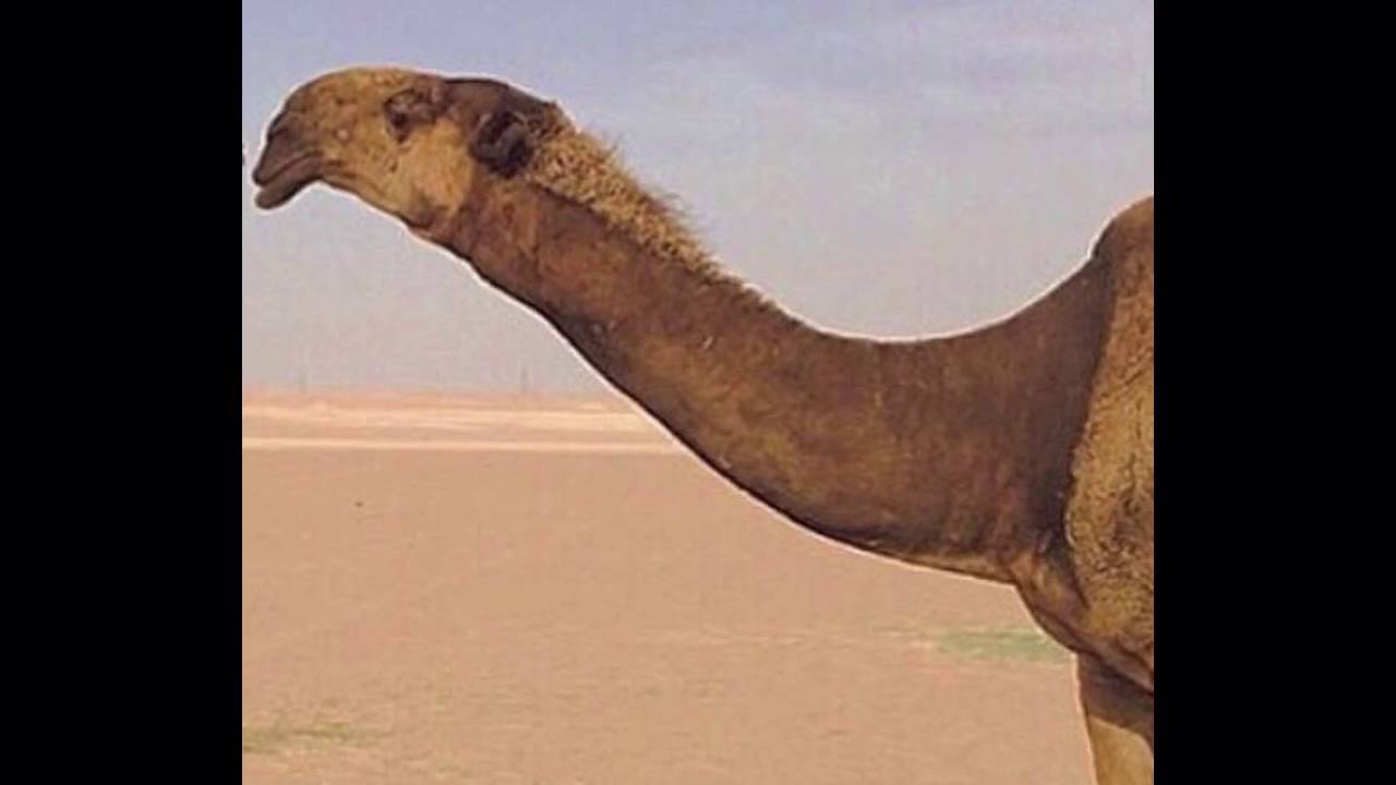 كلمات الشاعر معاشي ال روضه في الوجيه علي ال مرعي