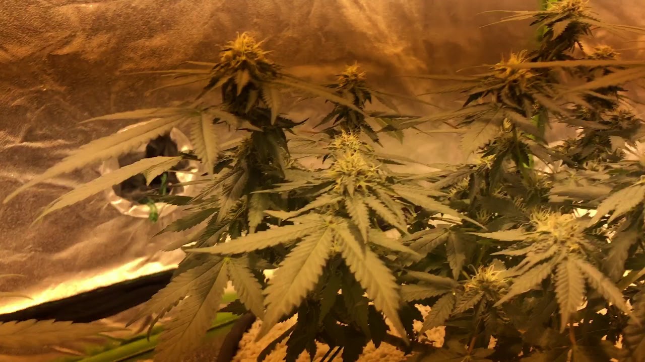 Purple afghan Kush day 36