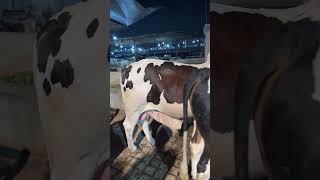 Cow reel cow TikTok cow video cow mandi qurbani 2026#foryou #trending #cow #bull #youtubeshorts