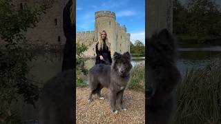 HUGE DIRE WOLF  Game of Thrones #direwolf #wolf #bluewolf