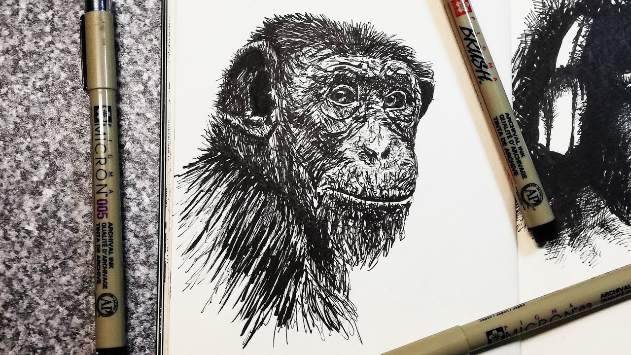 Chimp - Pen & Ink Speed Drawing - YouTube