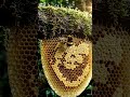 honey bee make a camera#montagem #mhacommunity #storytelling