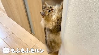 この子猫は何をしているのでしょう 【サイベリアン】