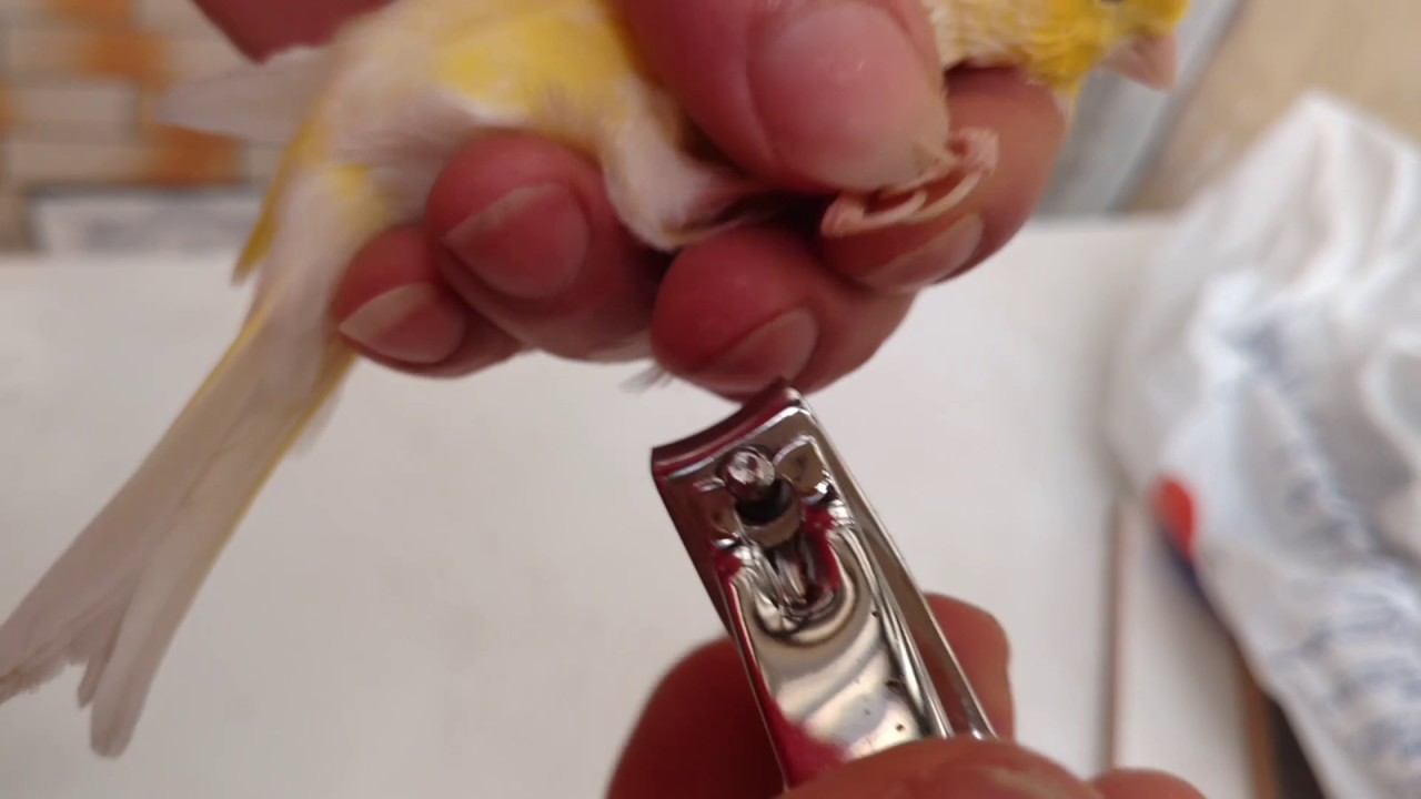 Como cortar as unhas dos canários belga. - YouTube