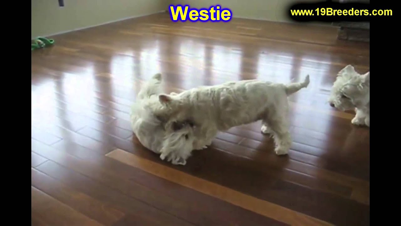puppies for sale in idaho falls west highland terrier puppies for sale in boise city idaho id rexburg post puppies for sale in idaho falls west highland terrier puppies for sale in boise city idaho id rexburg post