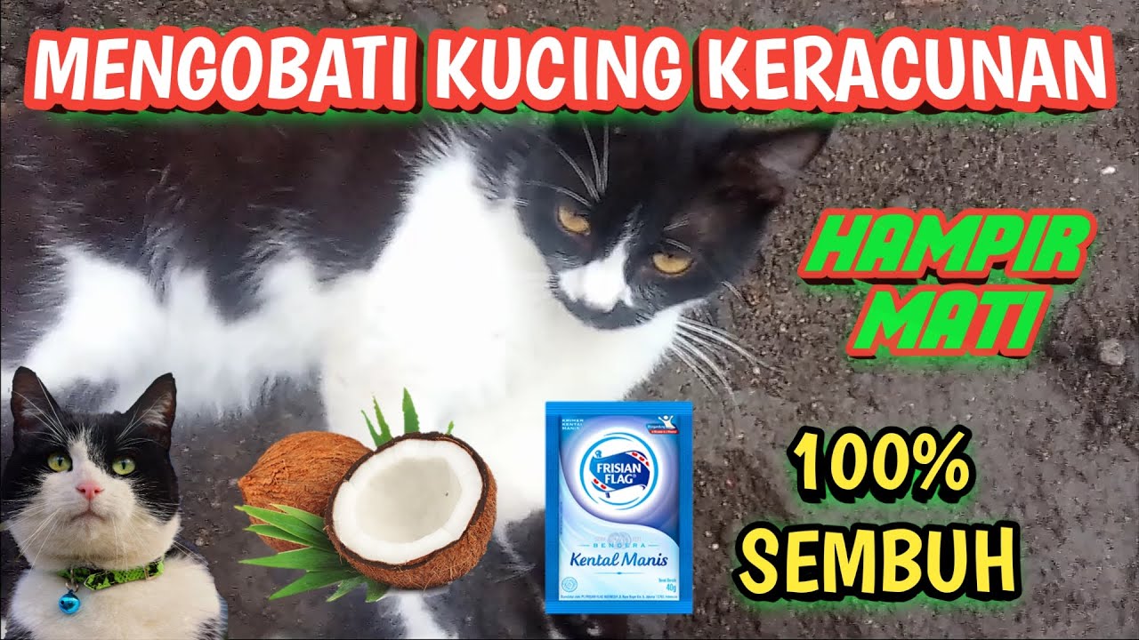 CARA AMPUH MENGOBATI KUCING KERACUNAN - 2 HARI LANGSUNG SEMBUH TOTAL