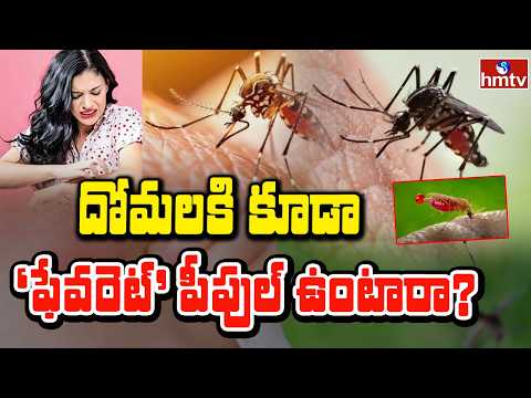 To The Point : దోమలకి కూడా ‘ఫేవరెట్’ పీపుల్ ఉంటారా? | Mosquitos | hmtv - HMTVNEWS