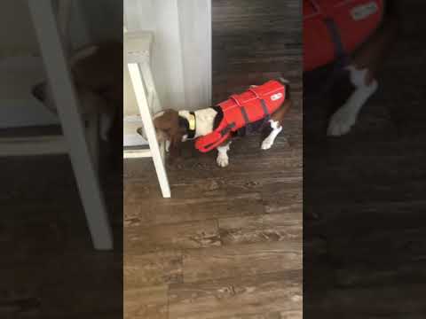 My humans are so embarrassing