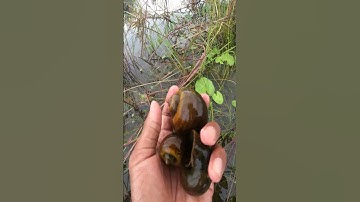 Snails in Flooded Fields – A Natural Wonder to See 🐌🦀 | #NatureLoversGallery #FloodedRiver