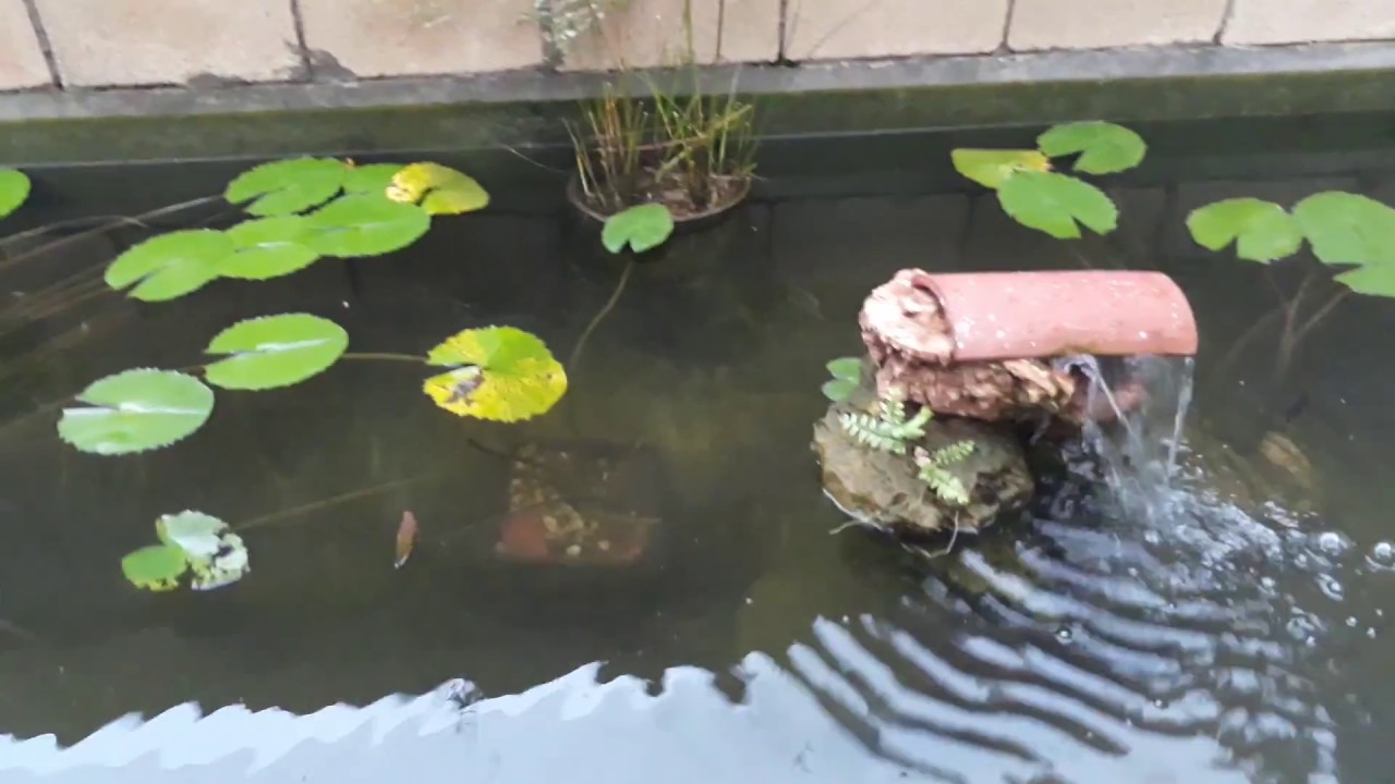 Como dar mantenimiento a un estanque de peces YouTube Como dar mantenimiento a un estanque de peces YouTube