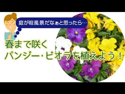 ガーデニング パンジー ビオラの寄せ植え方 秋 冬 花ちゃん園芸ショップ Youtube