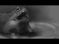 Frog Value Painting Study
